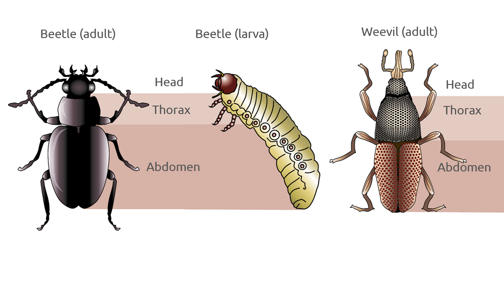 Illustration of the defining features of beetles and weevils